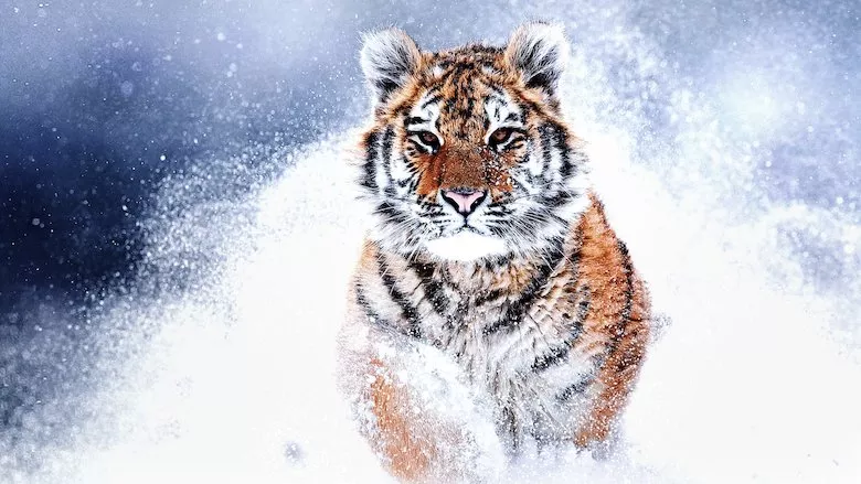 Poster Tigres salvajes de Rusia